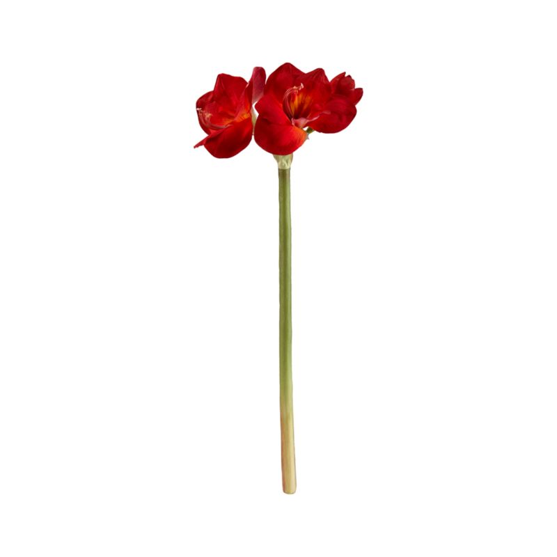 Red Amaryllis Stem