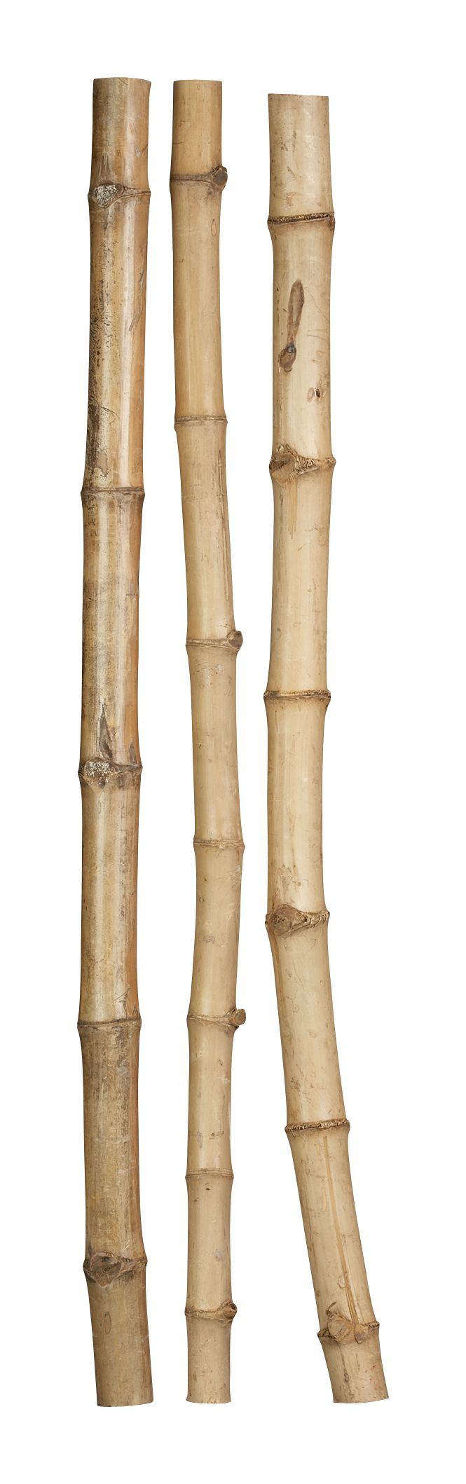 AmazonBambooS3S6