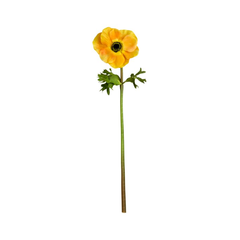 Anemone Gold Stem