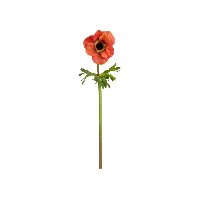 AnemoneStemOrangeS12