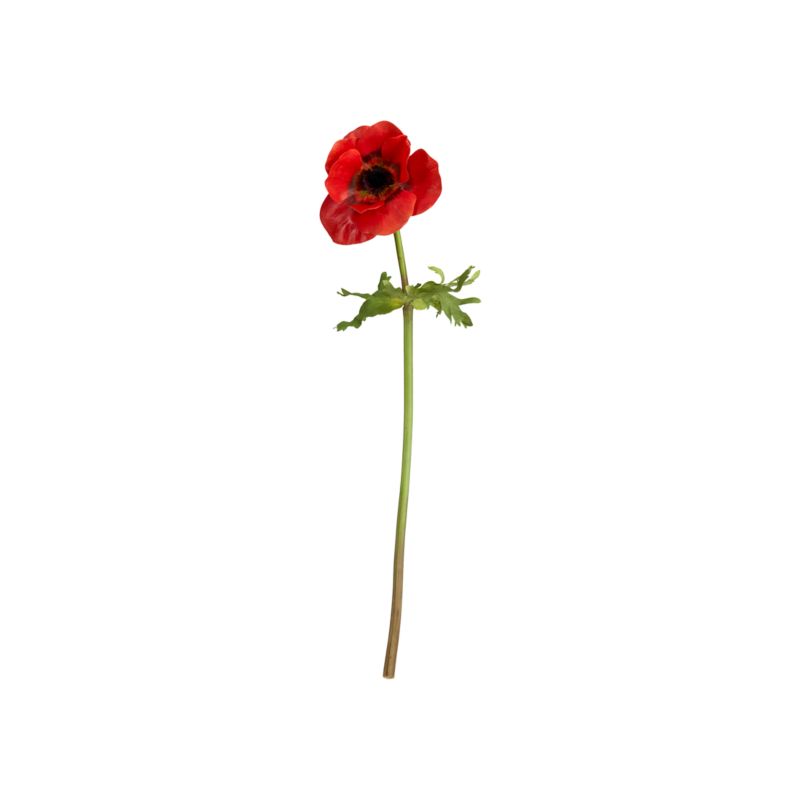 AnemoneStemRedS12