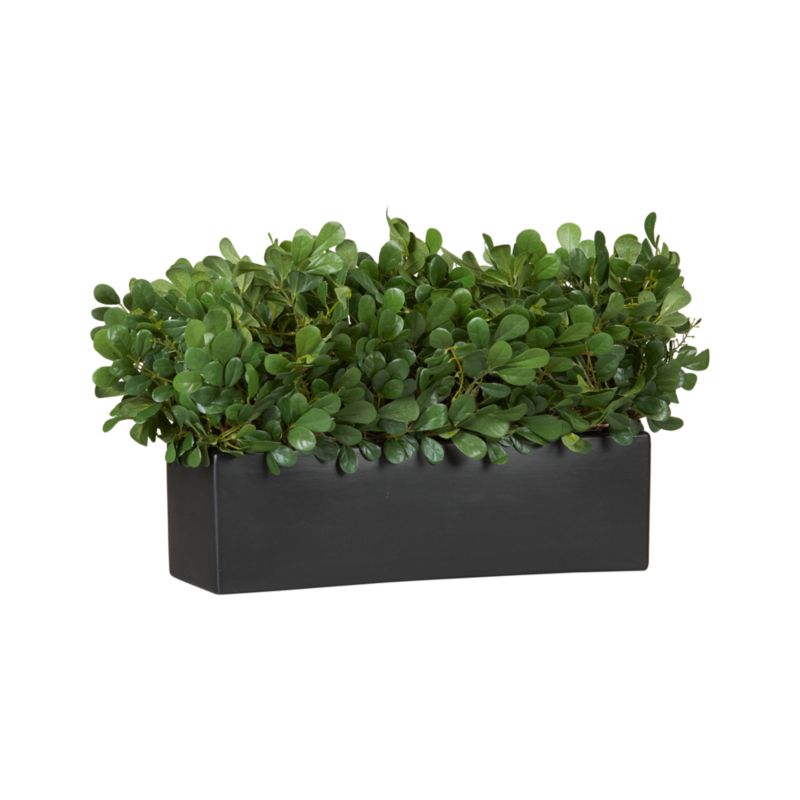 Boxwood Rectangle Topiary
