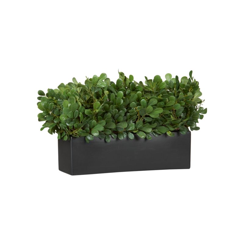 BoxwoodTopiaryRectF11