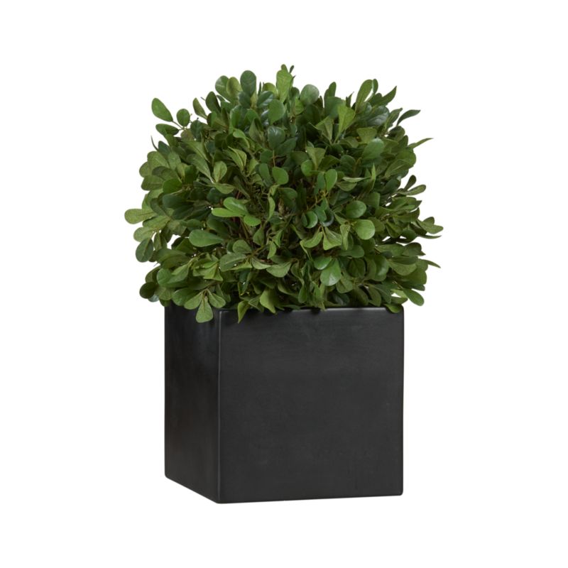 Boxwood Round Topiary