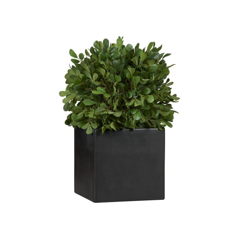 BoxwoodTopiaryRndF11