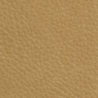 Brighton: Buckskin