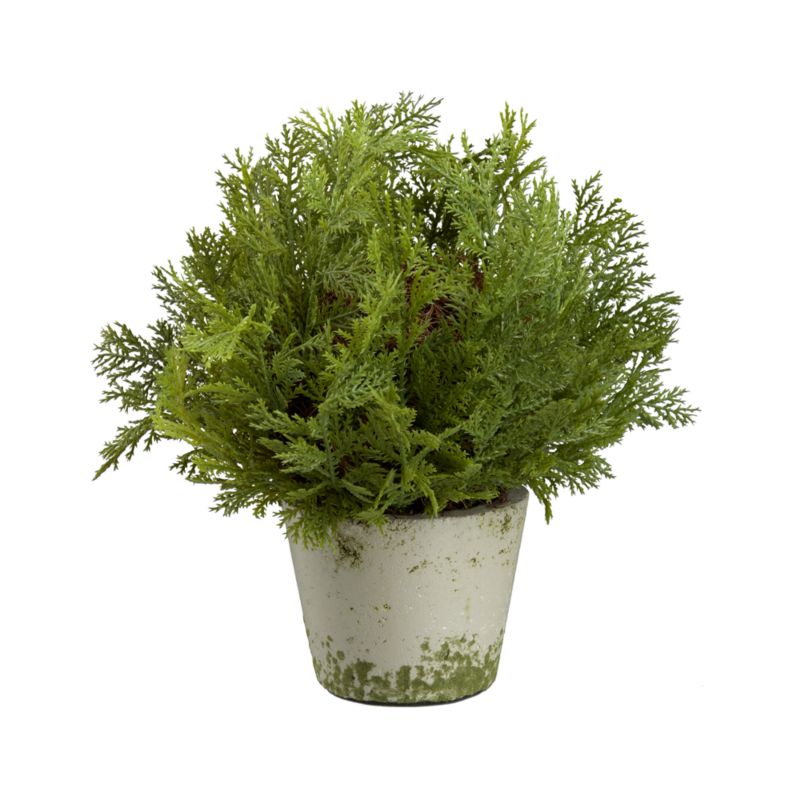 Cedar Ball Topiary