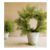 CedarWreathTopiaryHI11