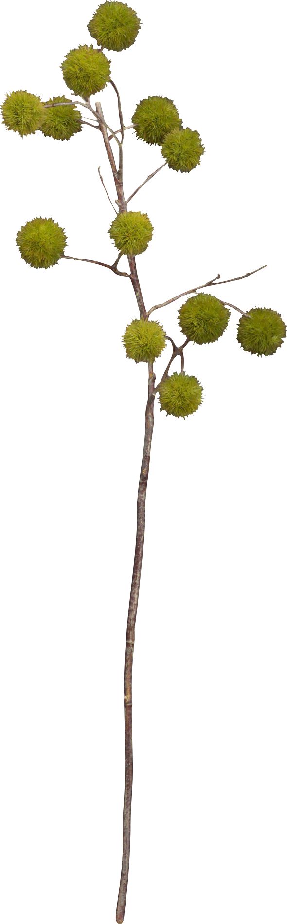 Chestnut Branch
