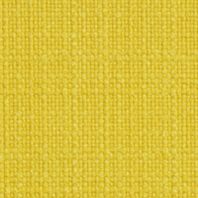 Delight: Canary