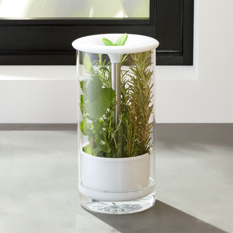 Glass Herb Keeper Crate and Barrel
