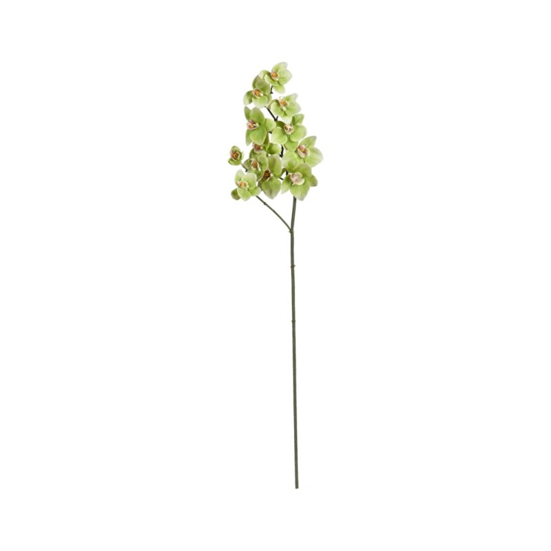 Green Orchid Stem