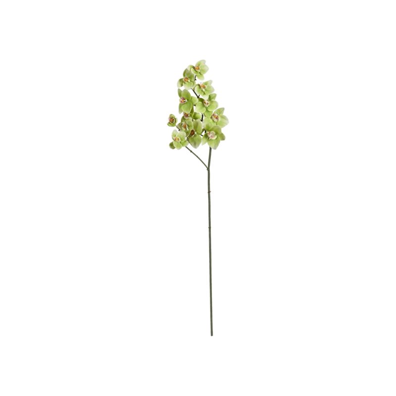 GreenOrchidStemS12