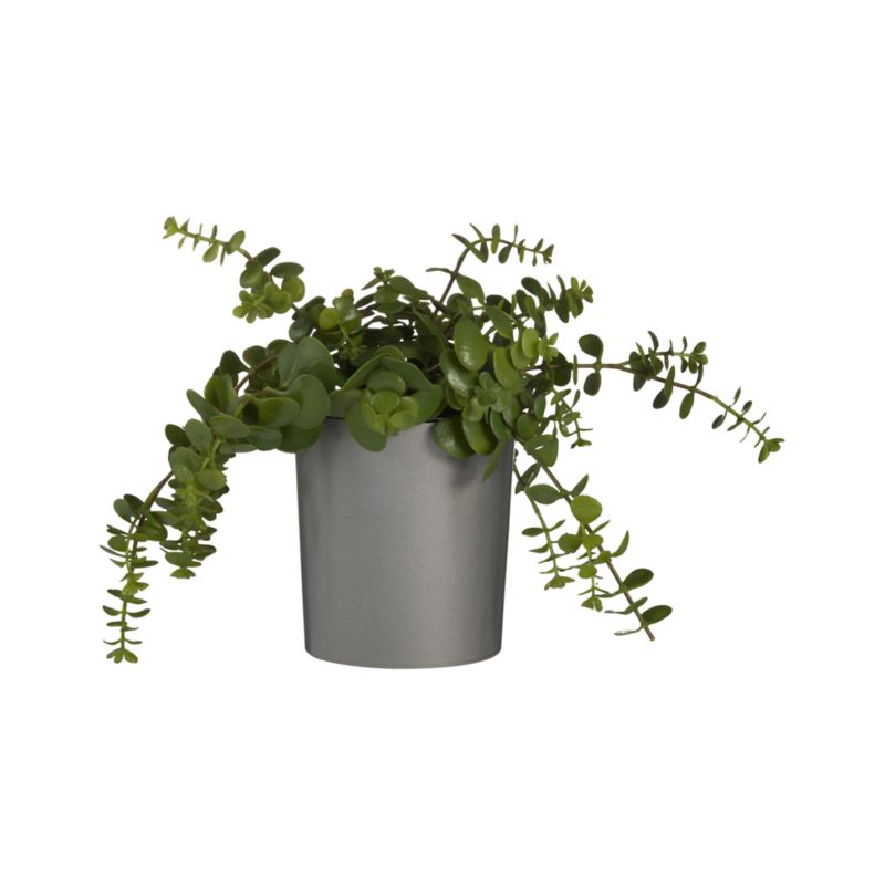 Potted Hanging Succulent