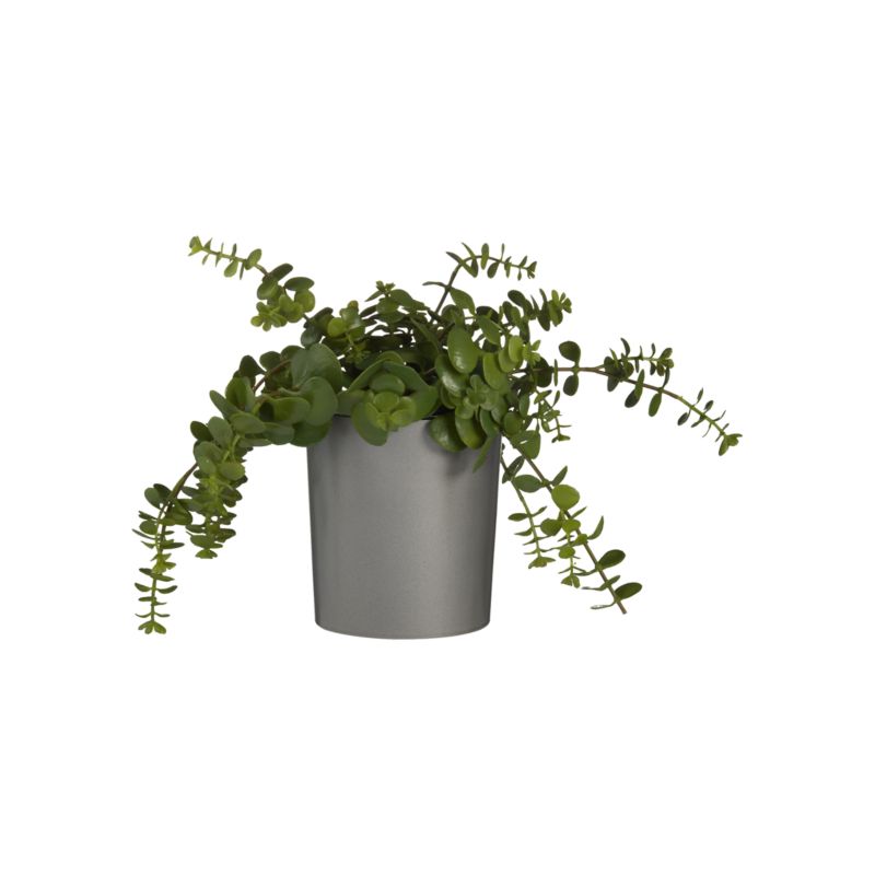 HangingPottedSucculentS11
