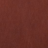 Haven: Pecan