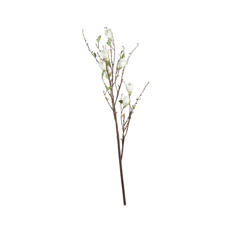 Magnolia Branch