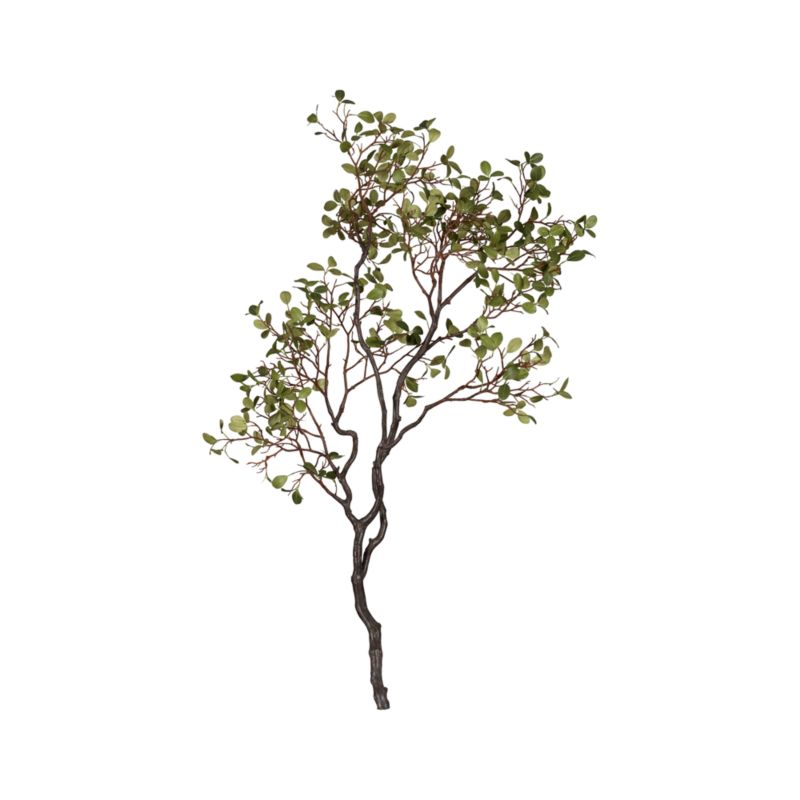 Manzanita Branch with Leaves