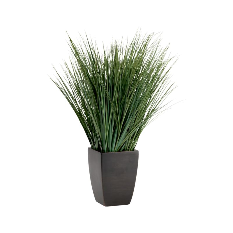 Potted Onion Grass