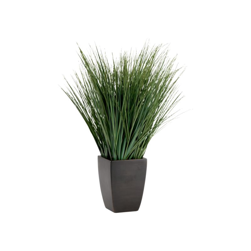 OnionGrassPottedS7