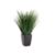 OnionGrassPottedS7