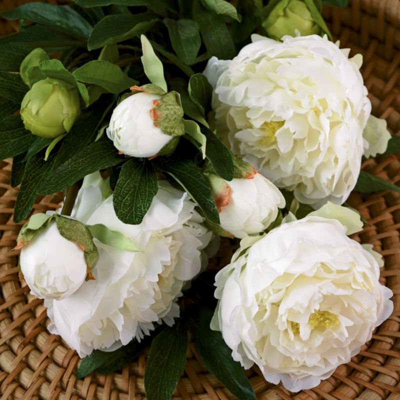 Peony Stem - Peony Stem