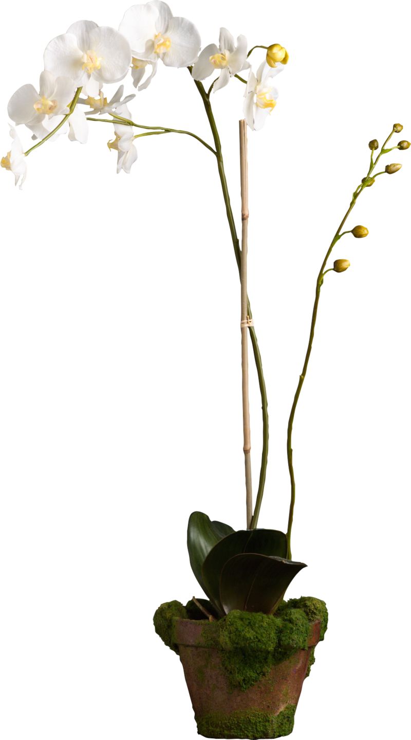 Potted Phaelanopsis White Orchid