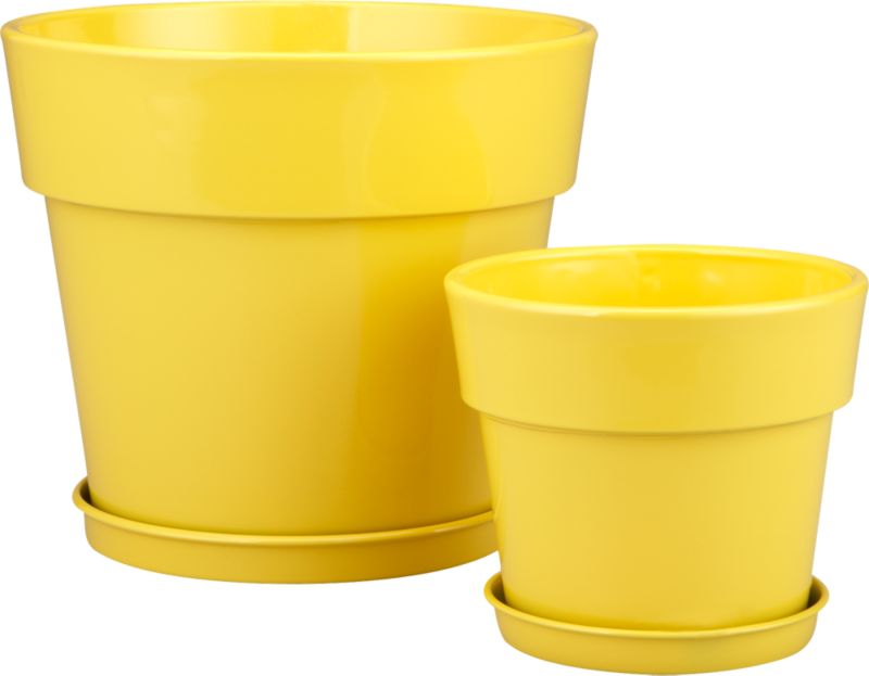 Yellow Pots with Saucers