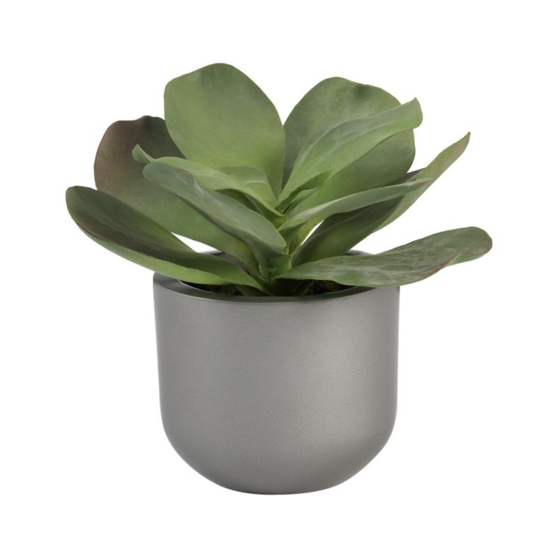 Potted Butterfly Succulent