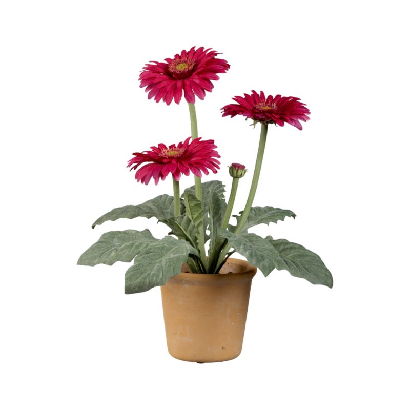 Potted Fuchsia Gerber