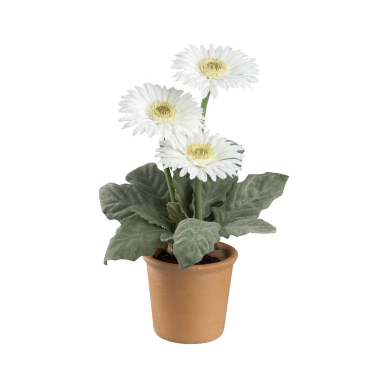 Potted White Gerber