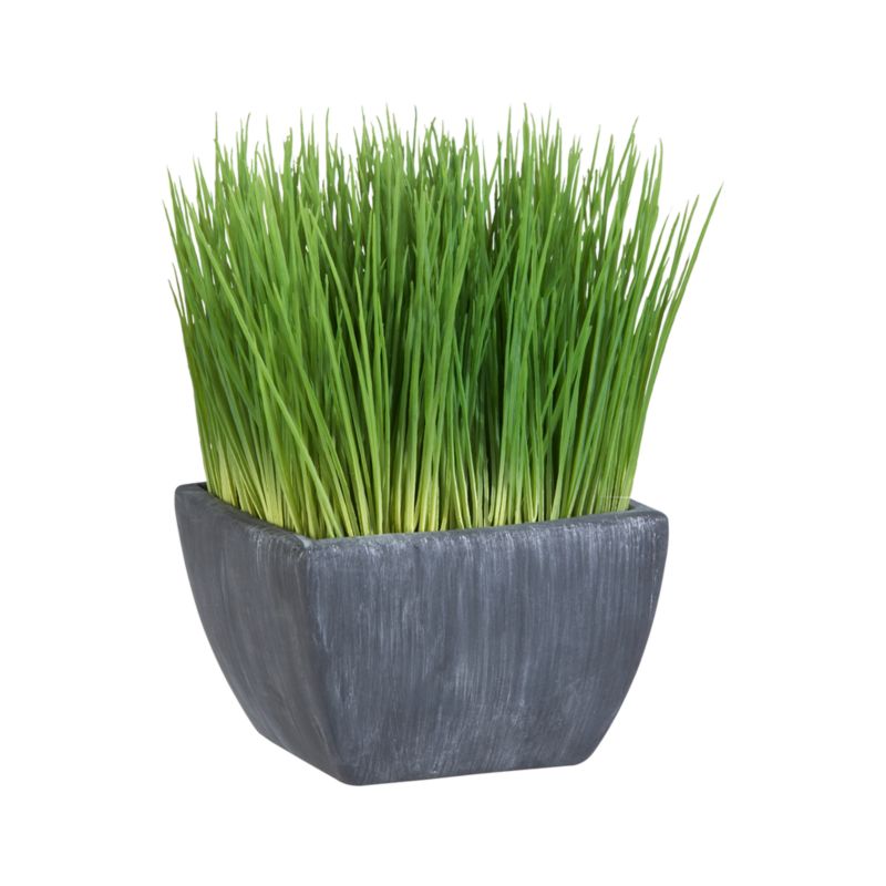 Potted Grass