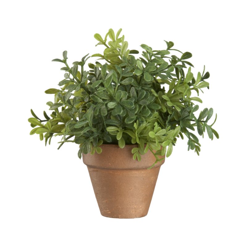 Mini Potted Boxwood Fern