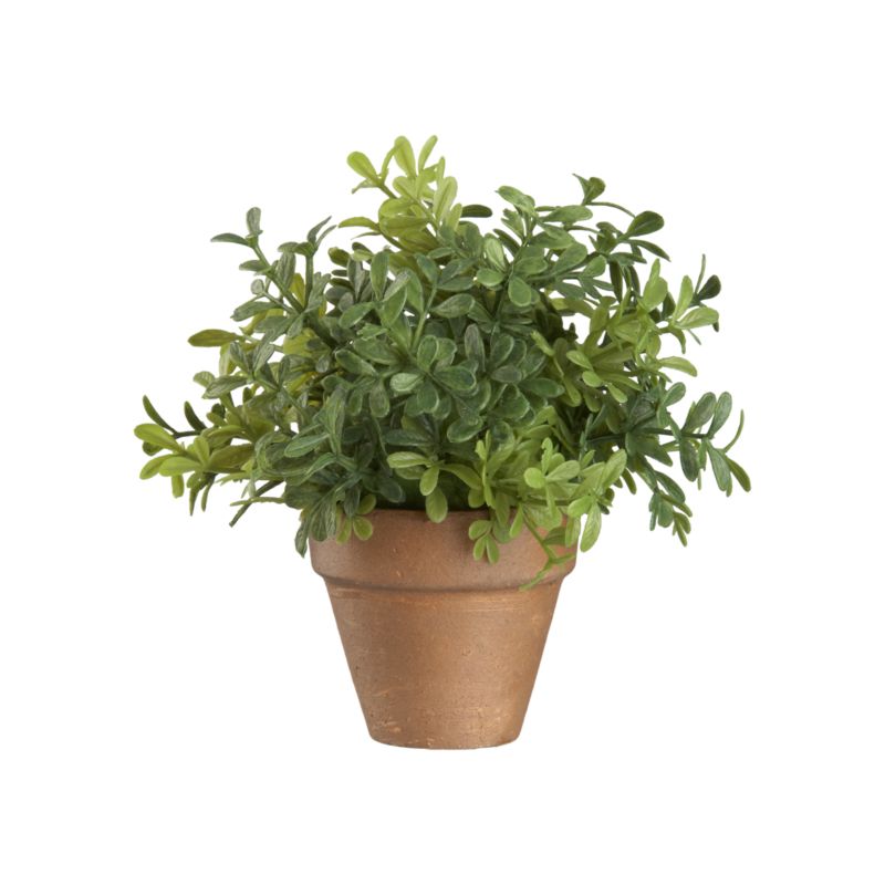 PottedMiniBoxwoodS11