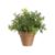 PottedMiniBoxwoodS11