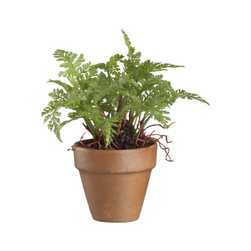 Mini Potted Fern