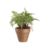 PottedMiniFernS11