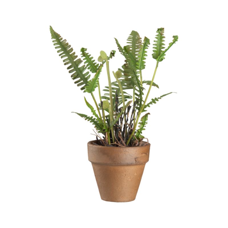 Mini Potted Fiddlehead Fern
