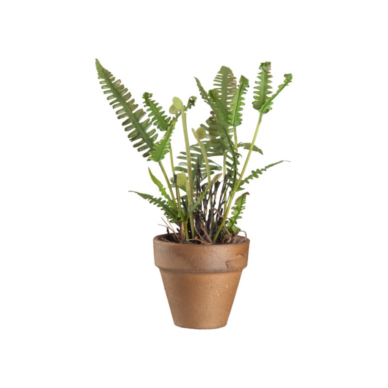 PottedMiniFiddleheadS11