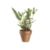 PottedMiniFiddleheadS11
