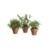 PottedMiniPlantsS11