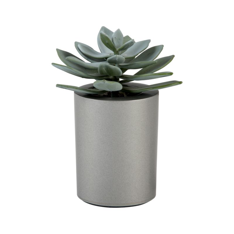 Mini Potted Succulent