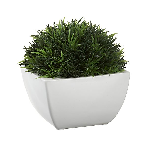 Potted Artificial Moss in Botanicals & Plants Crate and Barrel