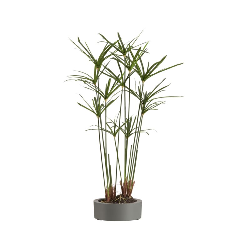 Potted Papyrus