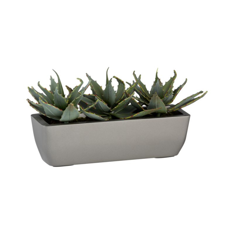 Potted Triple Aloe