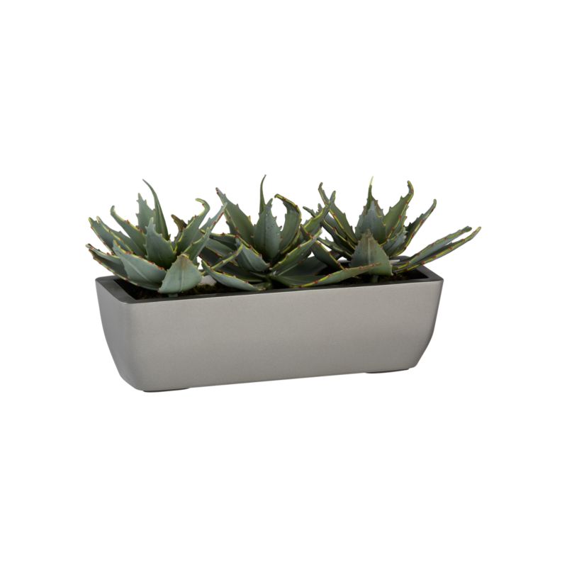 PottedTripleAloeS11