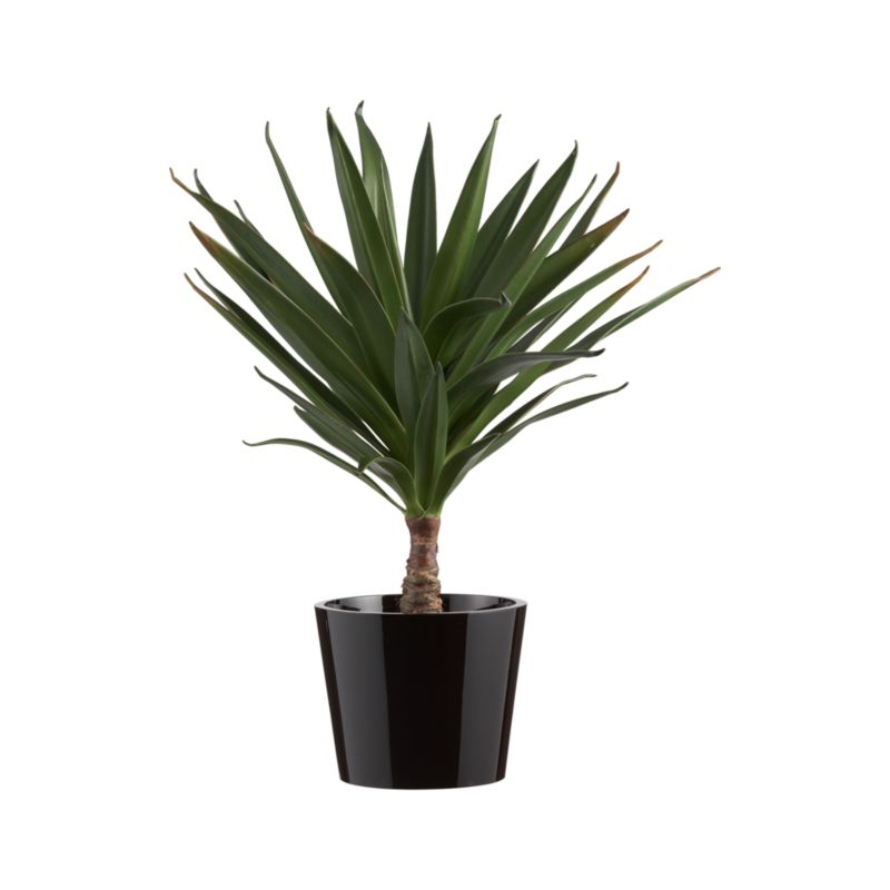 Potted Yucca Plant