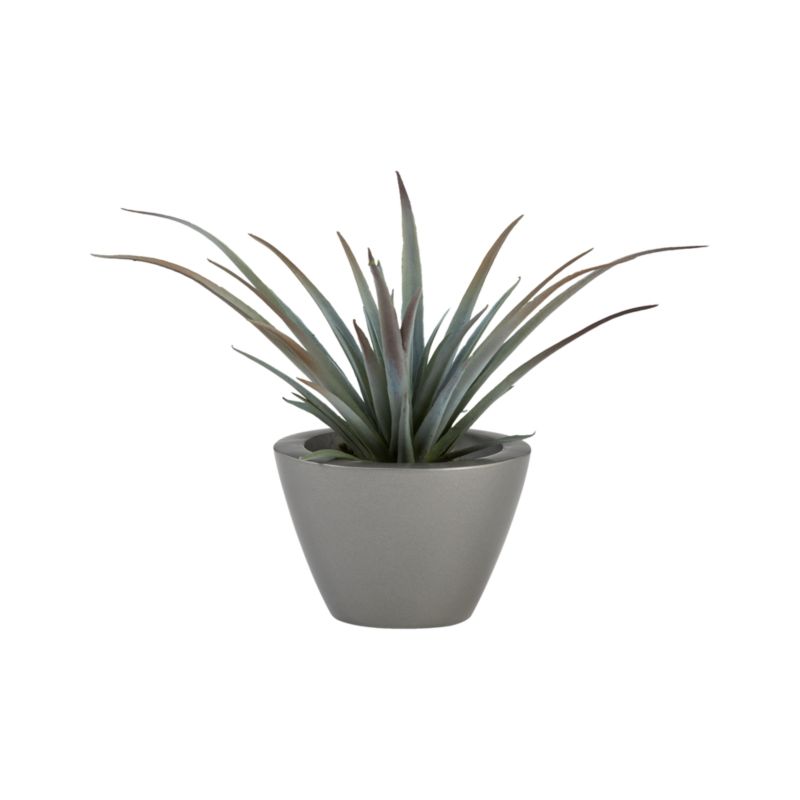 Small Potted Yucca