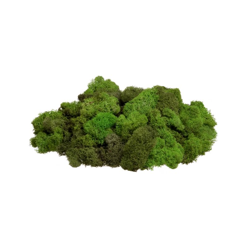 Reindeer Moss