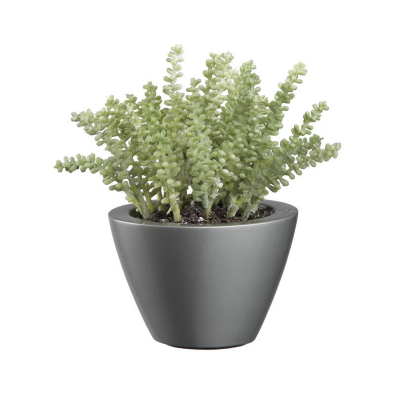 Potted Sedum